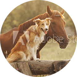 red-border-collie-dog-and-horse